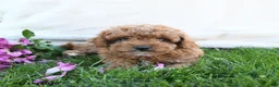 Cavapoo dogs for sale: Fanny - Ad 2