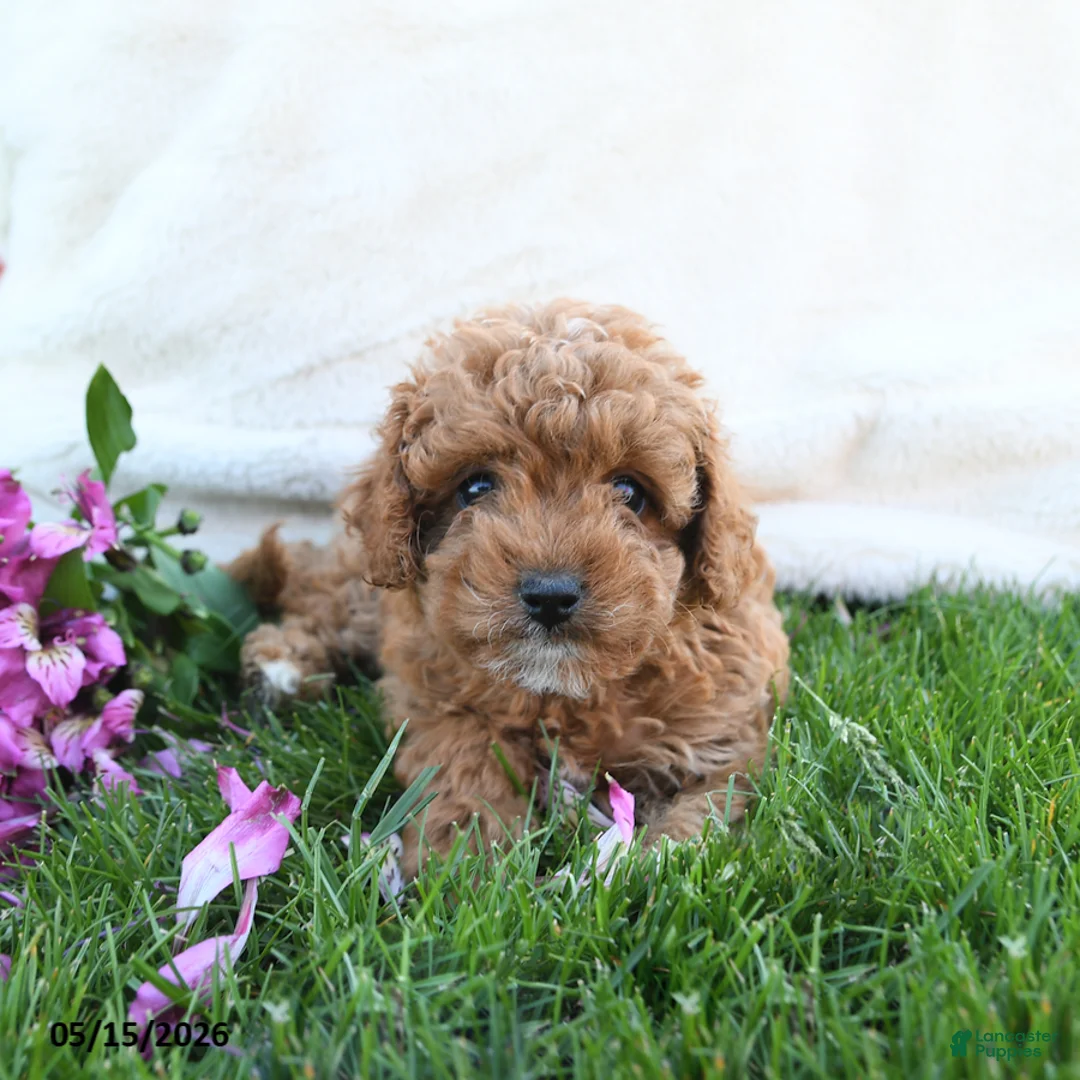 Cavapoo dogs for sale: Fanny - Ad 2