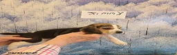 Beagle dogs for sale: Jimmy - Ad 1
