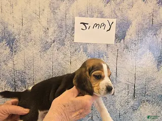 Beagle dogs Jimmy - Ad 2
