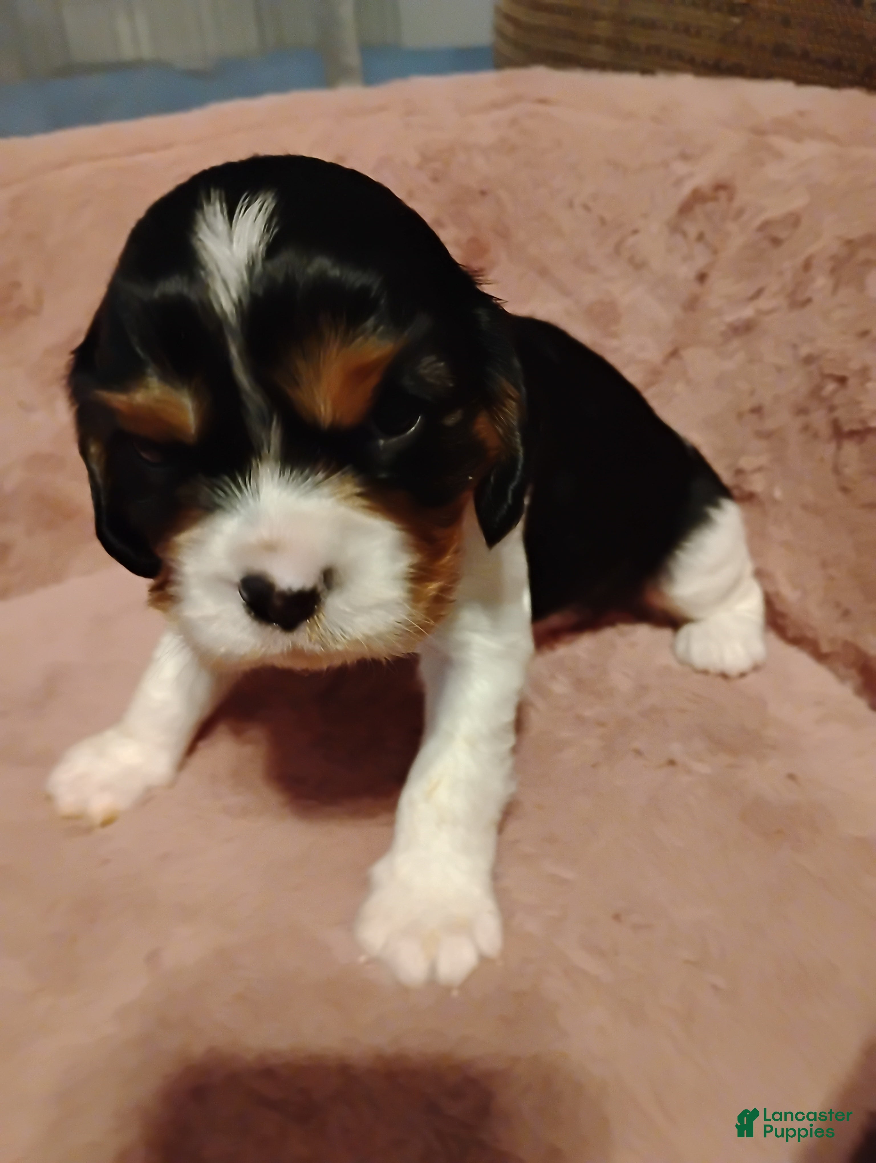 Cavalier King Charles Spaniel dogs Bobo - Ad 8