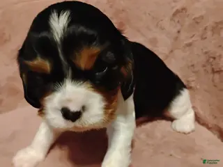 Cavalier King Charles Spaniel dogs Bobo - Ad 32