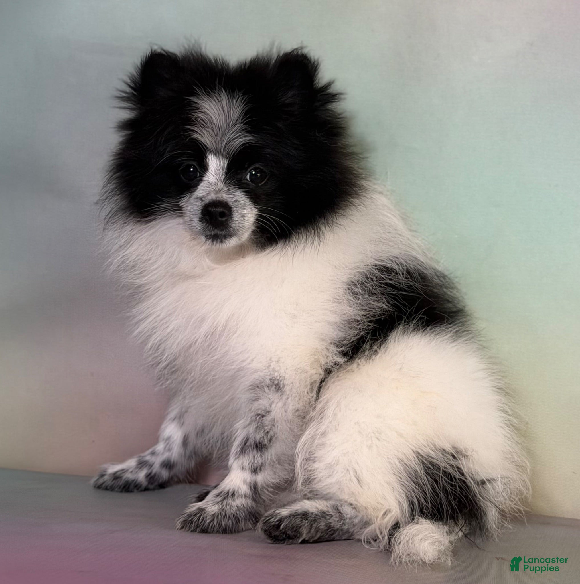 Pomeranian dogs Aca Shiba - Ad 2