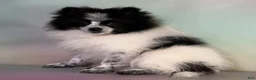 Pomeranian dogs for sale: Aca Shiba - Ad 2