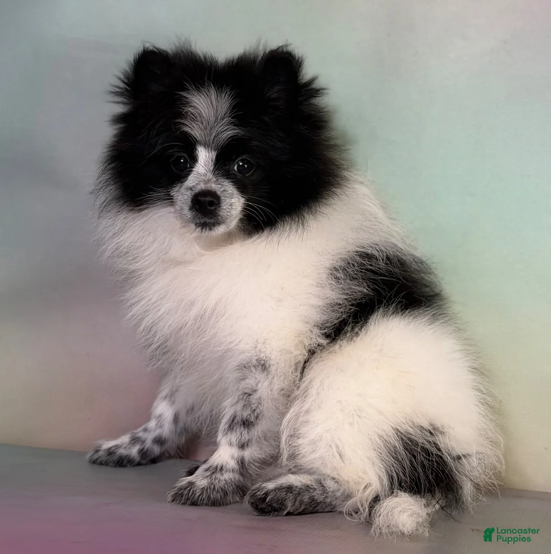 Pomeranian dogs for sale: Aca Shiba - Ad 2