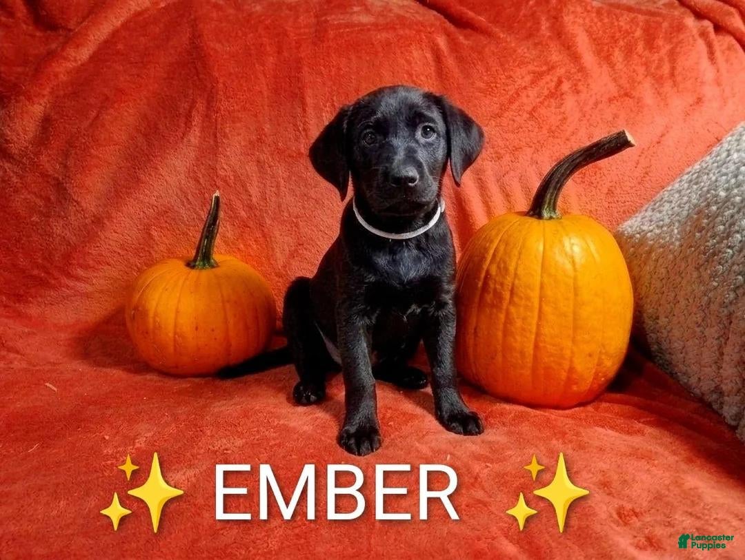 Labrador Retriever
