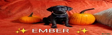 EMBER ✨