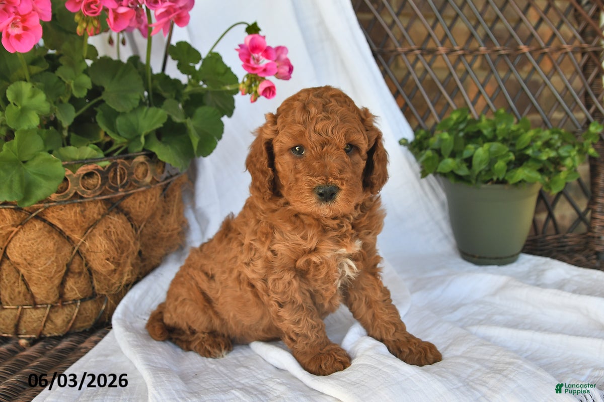 Mini Goldendoodle dogs for sale: Maxwell - Ad 1