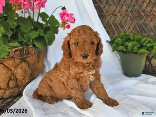 Mini Goldendoodle dogs for sale: Maxwell - Ad 1