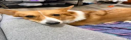 American Corgi dogs for sale: American Corgi 1 - Ad 4