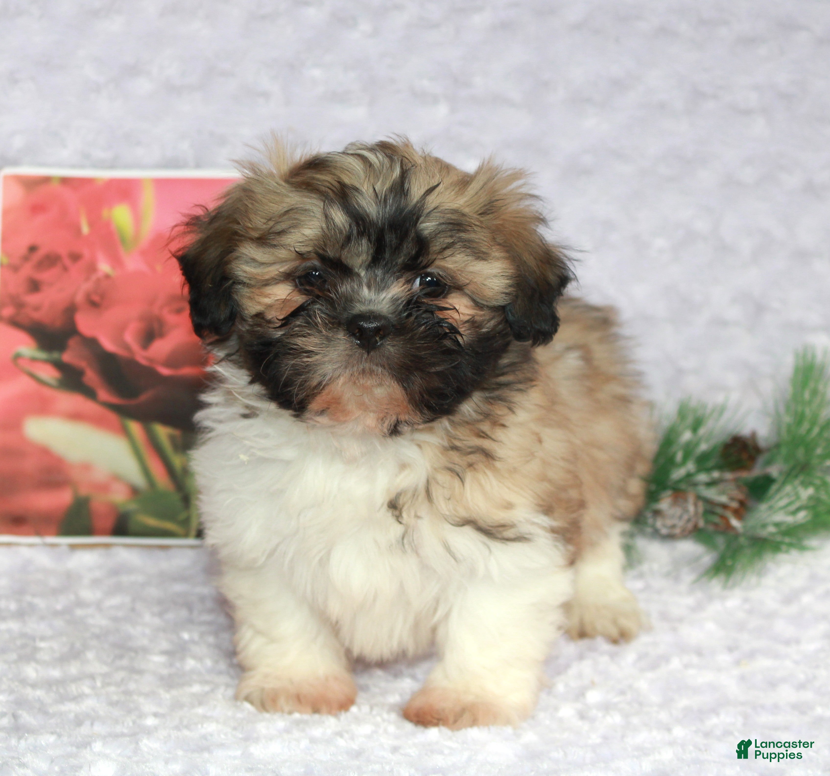 Shih Tzu dogs Kade - Ad 32