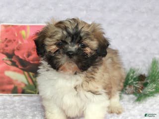 Shih Tzu dogs Kade - Ad 32