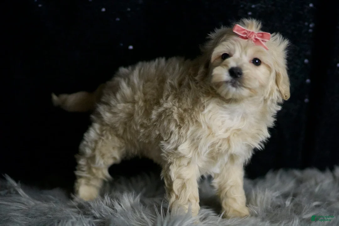 Maltipoo dogs for sale: Athena - Ad 2