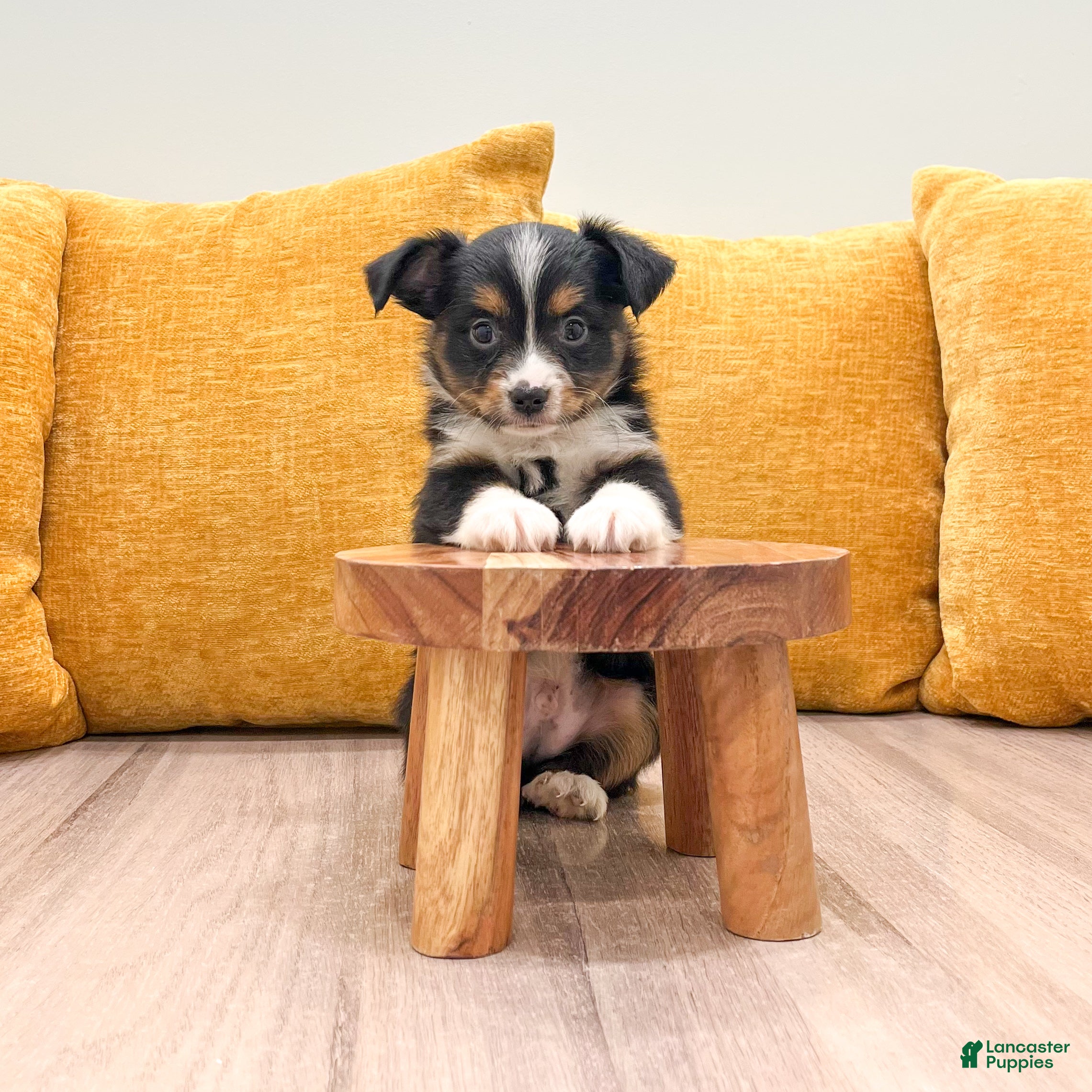 Miniature Australian Shepherd dogs Pepper - Ad 2