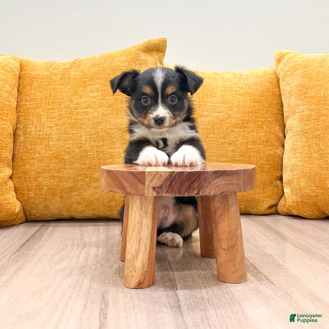 Miniature Australian Shepherd dogs for sale: Pepper - Ad 2