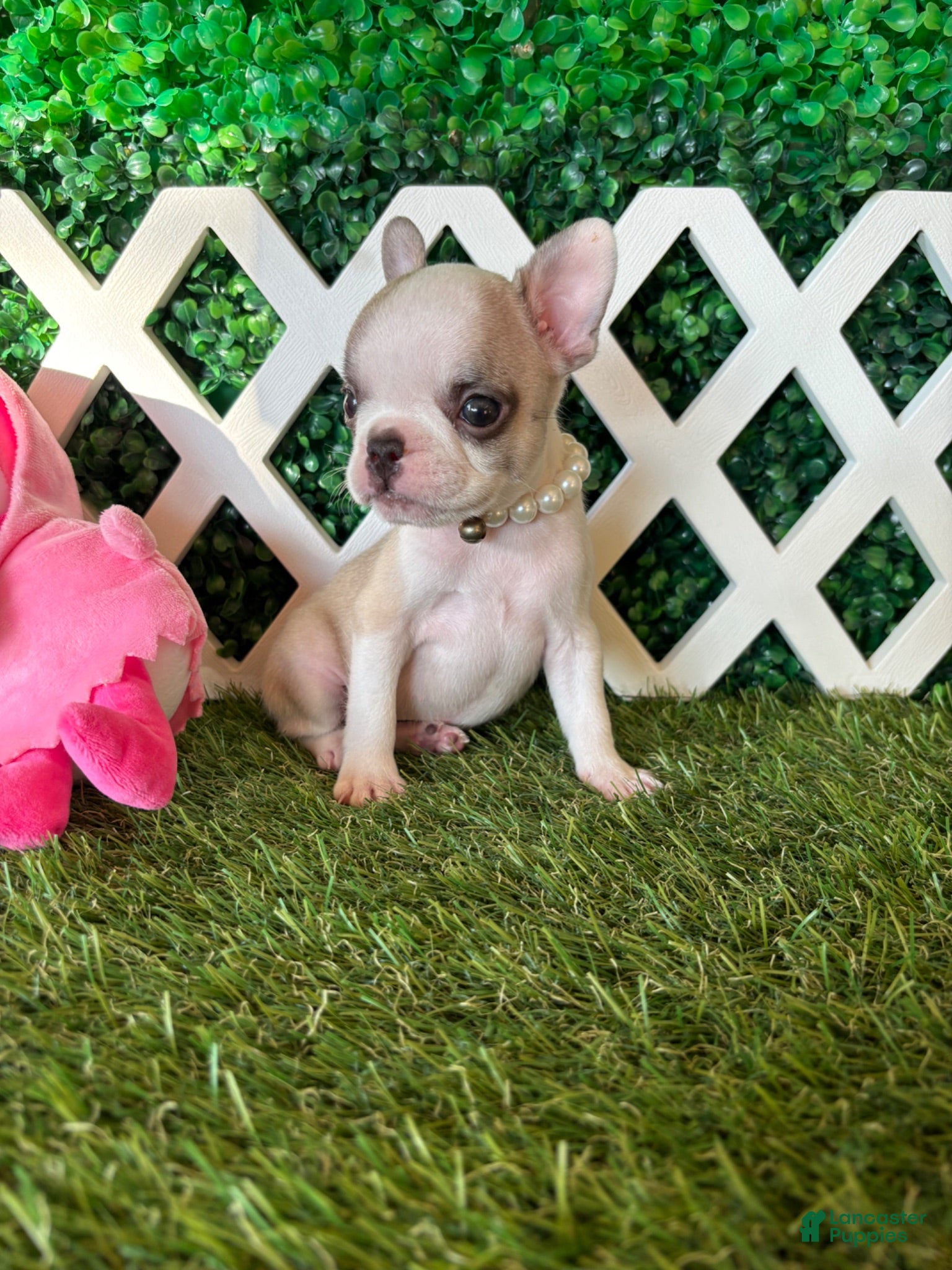 French Bulldog dogs French Bulldog 4 - Ad 2
