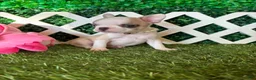 French Bulldog dogs for sale: French Bulldog 4 - Ad 2