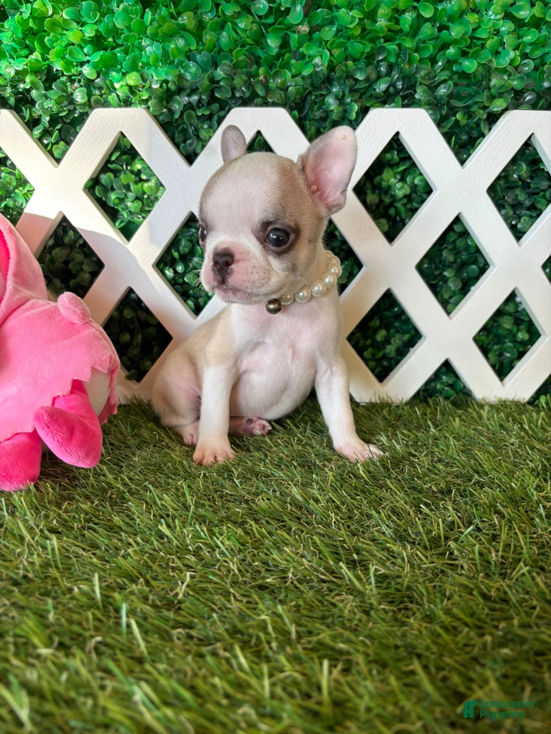 French Bulldog dogs for sale: French Bulldog 4 - Ad 2