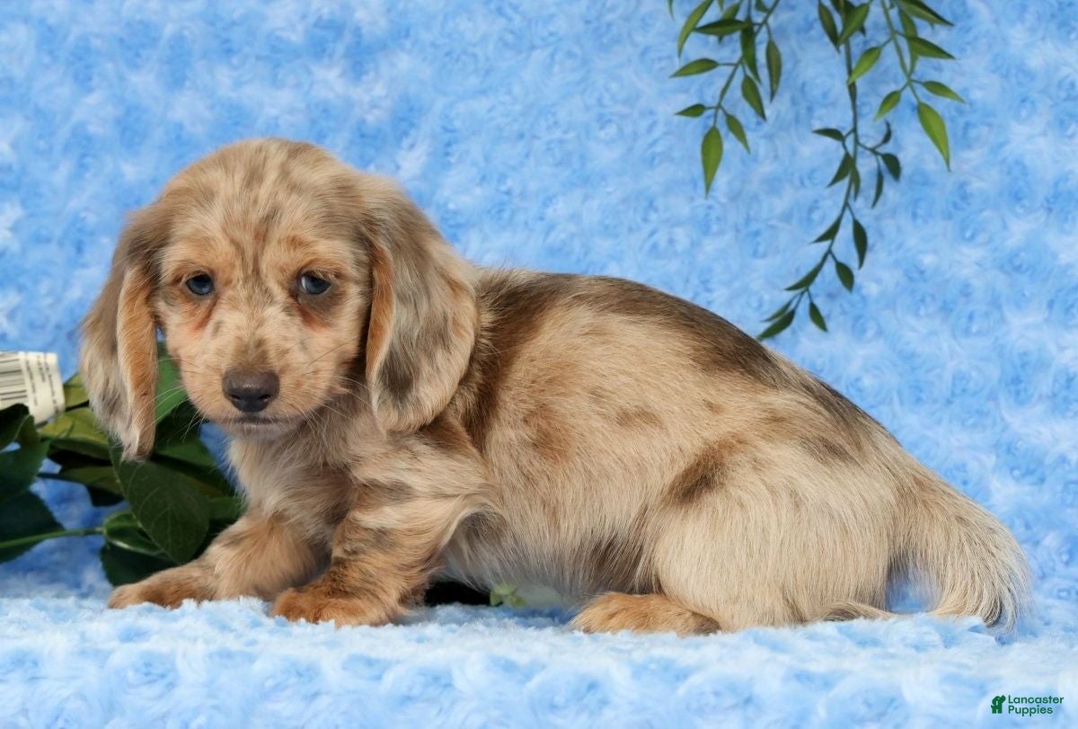 Miniature Dachshund dogs for sale: Silas - Ad 4