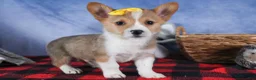 Welsh Corgi Pembroke dogs for sale: Monty - Ad 22