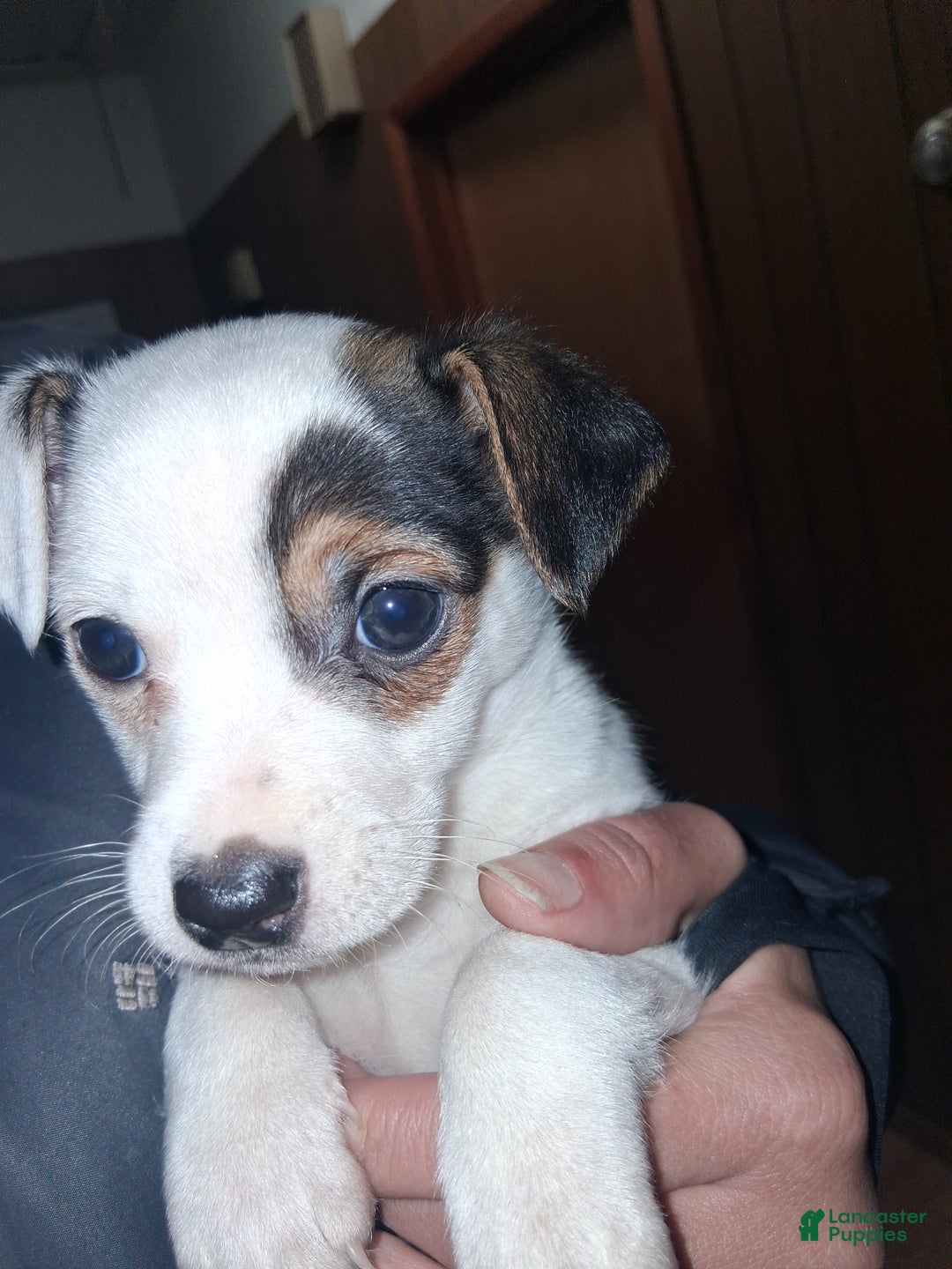 Jack Russell Terrier dogs for sale: Jack Russell Terrier Puppy 1 - Ad 1