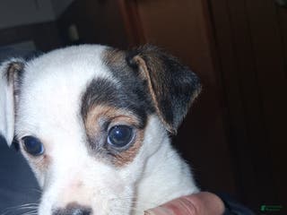 Jack Russell Terrier dogs Jack Russell Terrier Puppy 1 - Ad 1