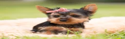 Yorkshire Terrier dogs for sale: Stella - Ad 4