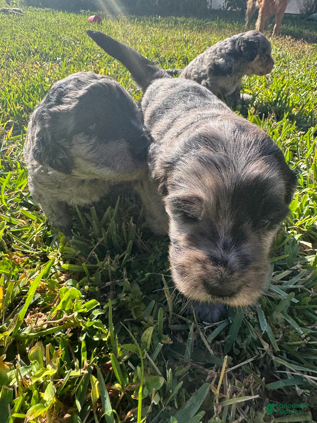 Goldendoodle dogs for sale: Jerry - Ad 18