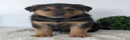 Mixed Breed dogs for sale: Finn - Ad 12