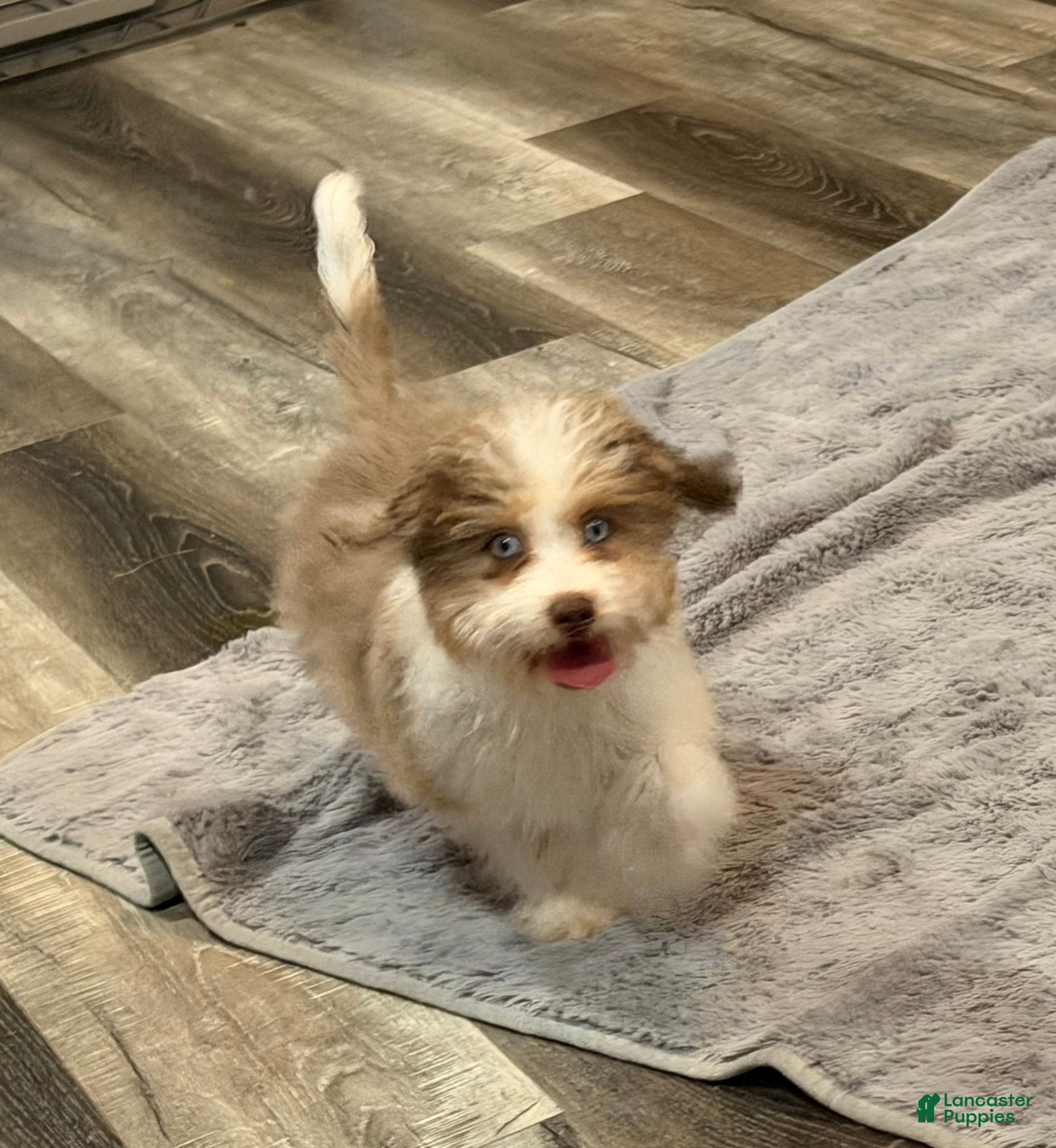 Aussiedoodle dogs for sale: Clover - Ad 4