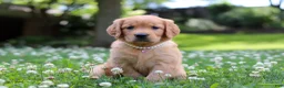 Golden Retriever dogs for sale: Willow - Ad 3