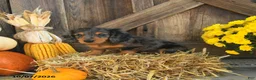 Miniature Dachshund dogs for sale: Jacks - Ad 4