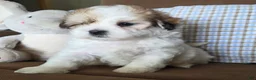 Maltipoo dogs for sale: Teddy - Ad 4