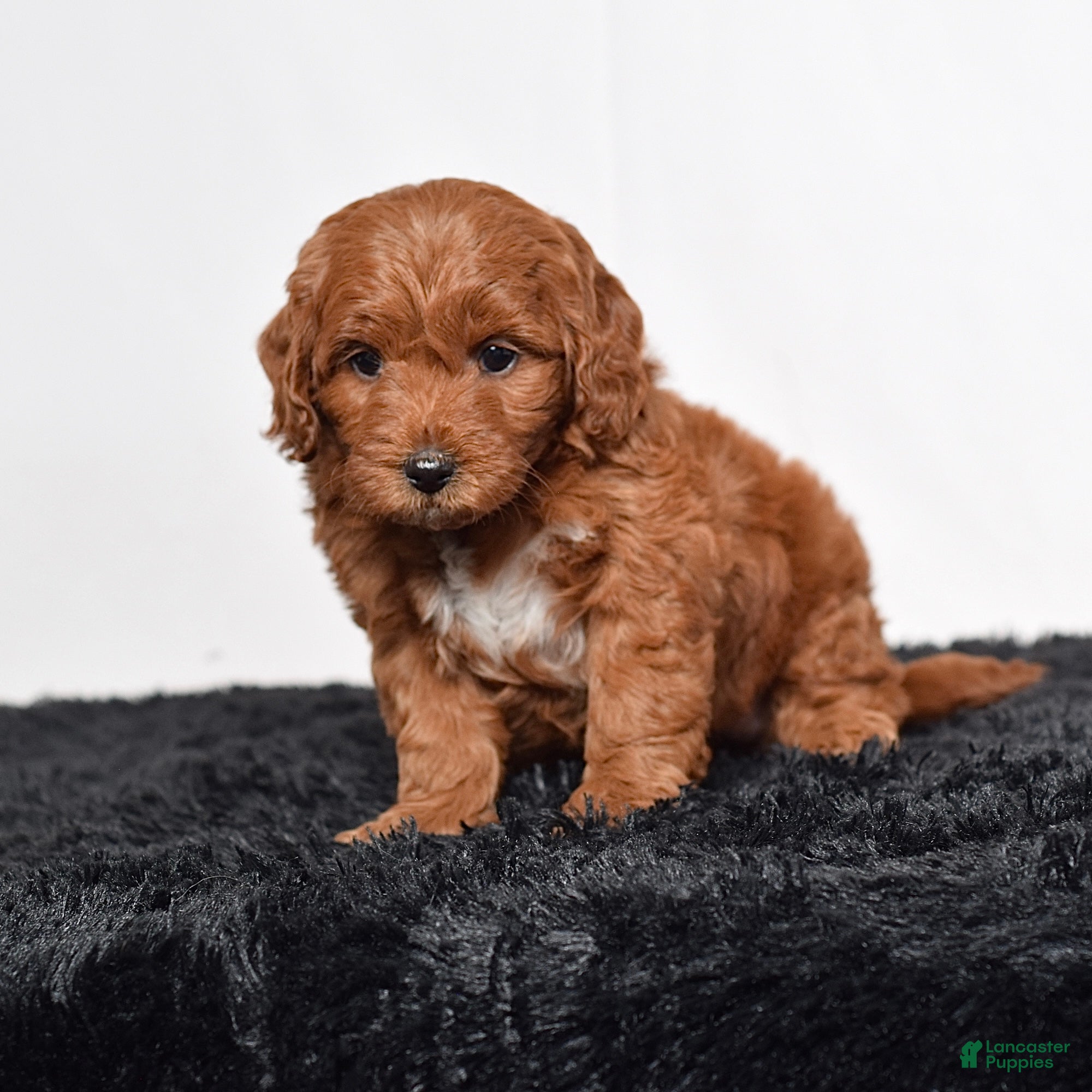 Mini Goldendoodle dogs for sale:  Mabel - Ad 4
