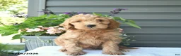 Mini Goldendoodle dogs for sale: Brownie  - Ad 2