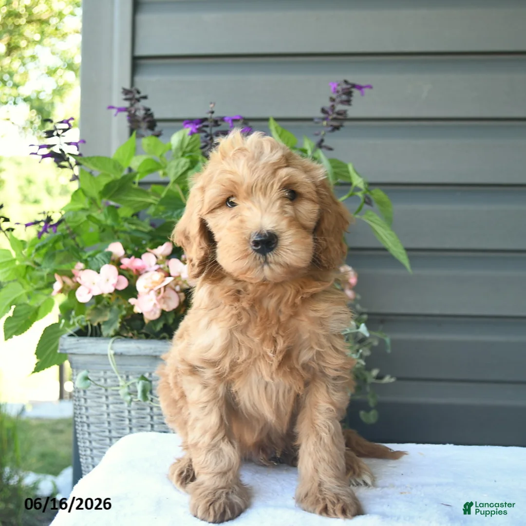 Mini Goldendoodle dogs for sale: Brownie  - Ad 2