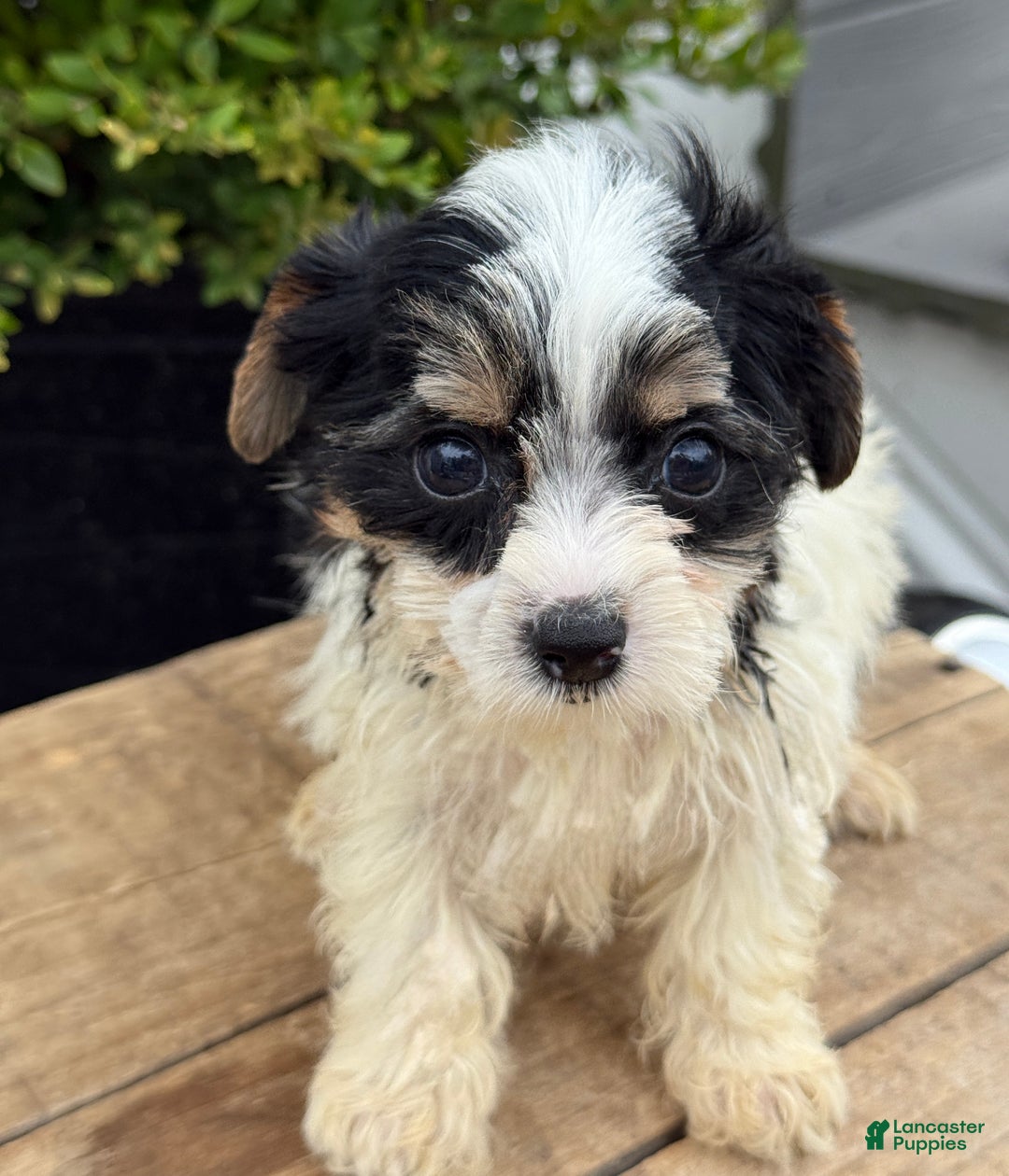 Yorkshire Terrier dogs for sale: Morsel - Ad 11