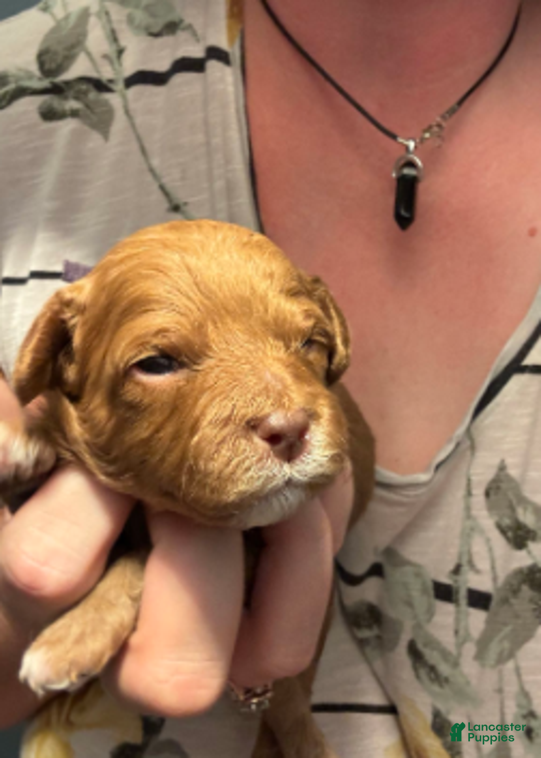 Cavapoo dogs for sale: Feliz - Ad 3