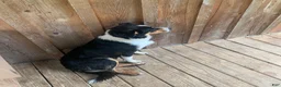 Mixed Breed dogs for sale: Lucky  - Ad 3
