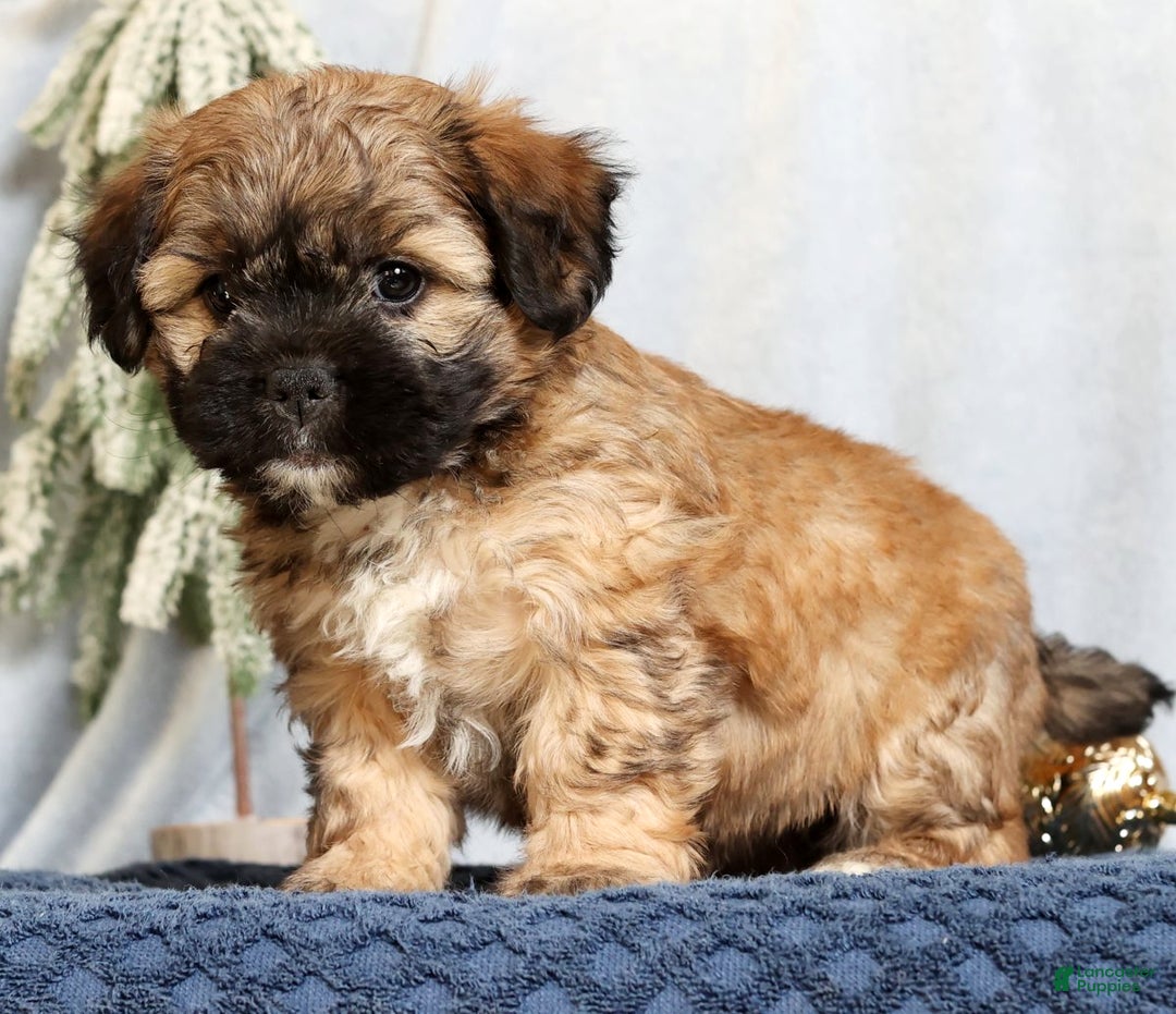 Mixed Breed dogs for sale: Jessica - Ad 1