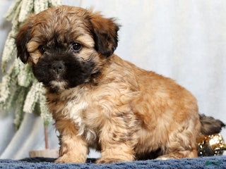 Mixed Breed dogs Jessica - Ad 33