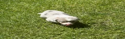 Welsh Corgi Pembroke dogs for sale: Welsh Corgi Pembroke 2 - Ad 30