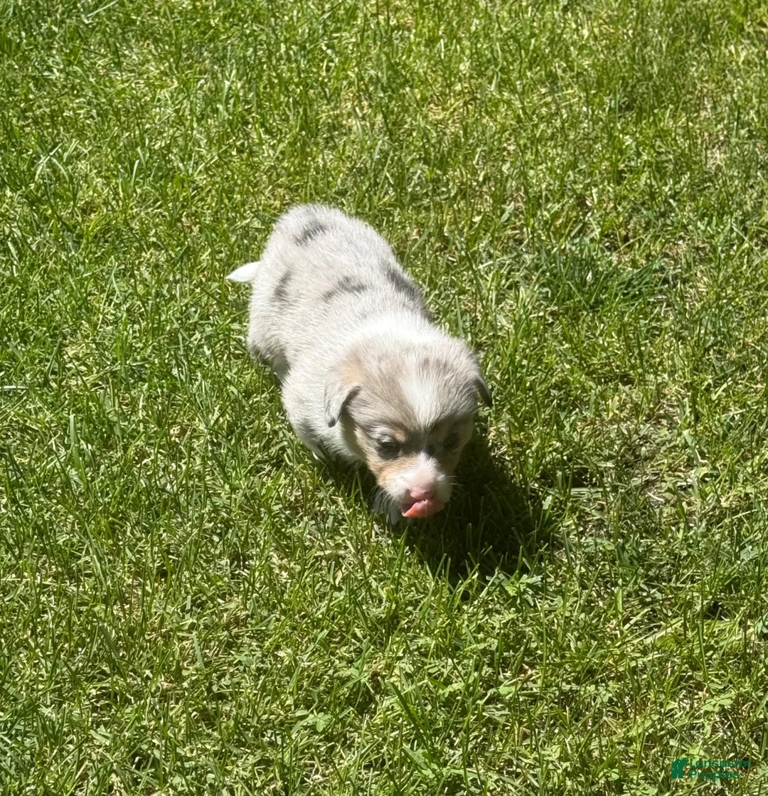 Welsh Corgi Pembroke dogs for sale: Welsh Corgi Pembroke 2 - Ad 30