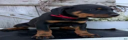 Rottweiler dogs for sale: Blaze - Ad 6