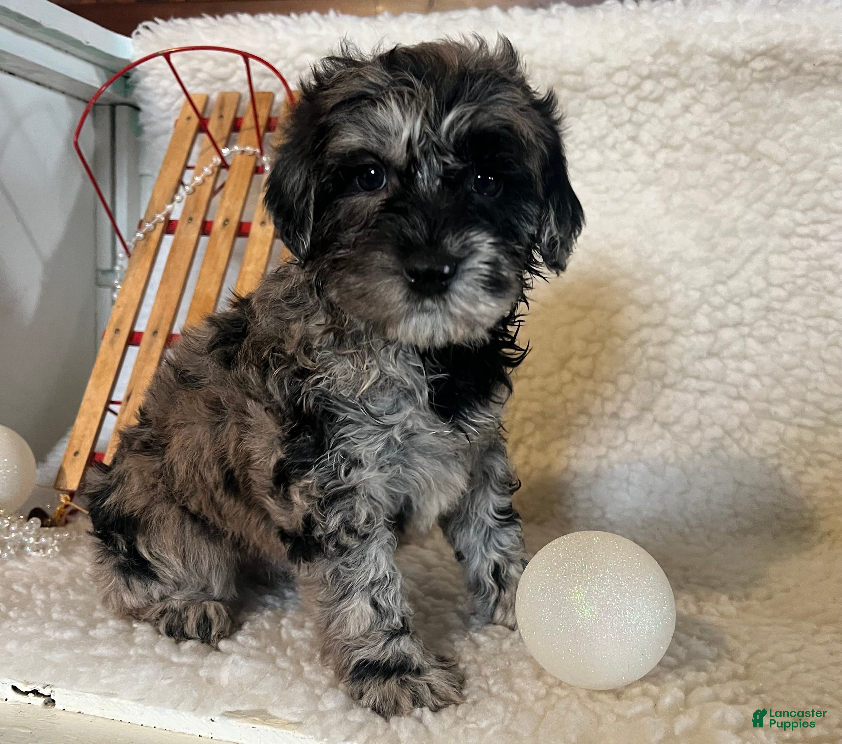 Whoodle dogs Puff - Ad 2