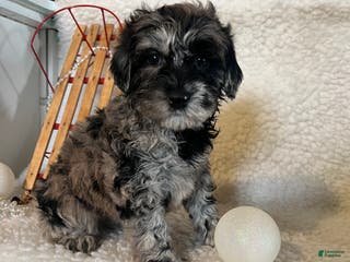 Whoodle dogs Puff - Ad 10