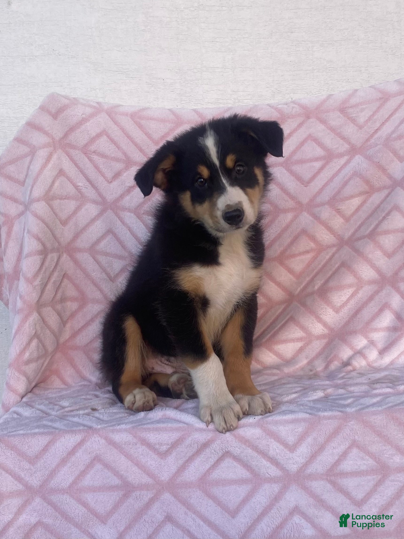 Australian Shepherd dogs for sale: Australian Shepherd 2 - Ad 1