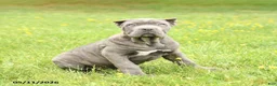 Cane Corso dogs for sale: Coral - Ad 3