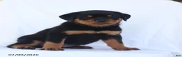 Rottweiler dogs for sale: Candy - Ad 1