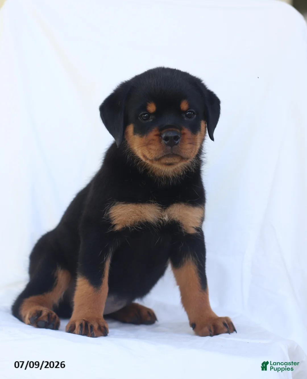 Rottweiler dogs for sale: Candy - Ad 1